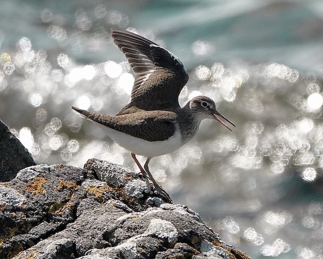 common sandpiper